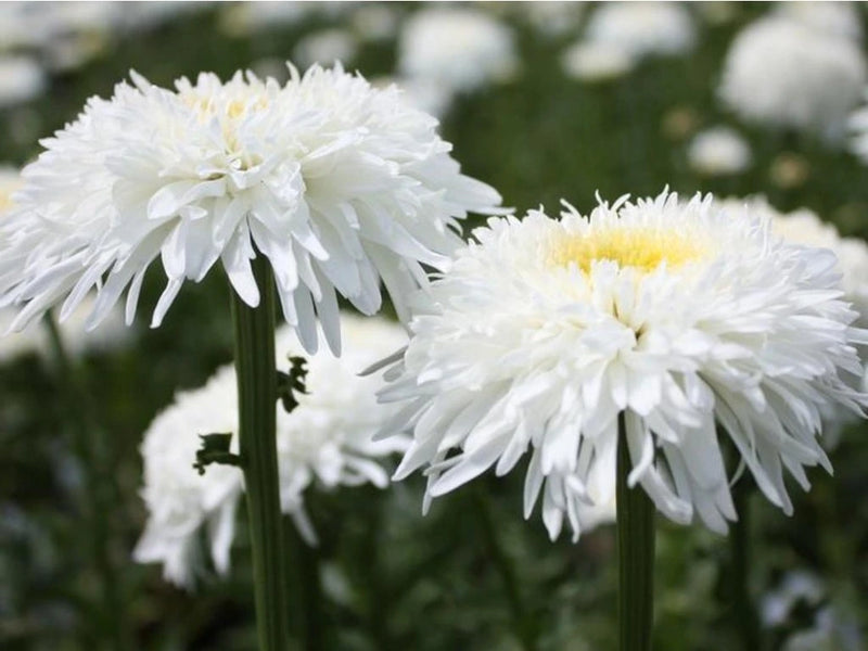 Leucanthemum 'Fiona Cog' 2 Litre