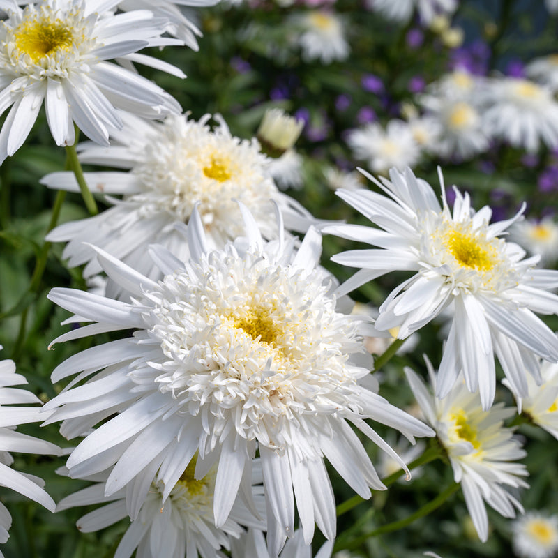 Leucanthemum m. 'Wirral Supreme'