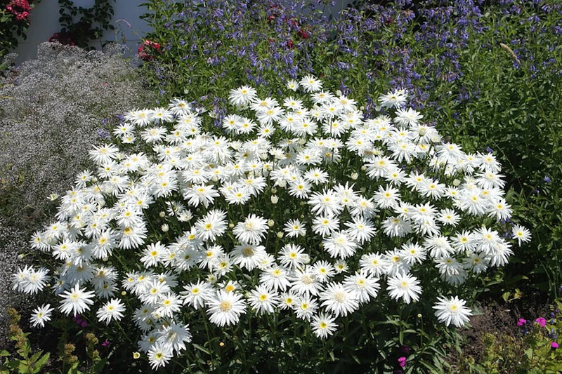 Leucanthemum m. 'Wirral Supreme'