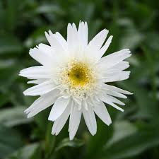 Leucanthemum m. 'Wirral Supreme'