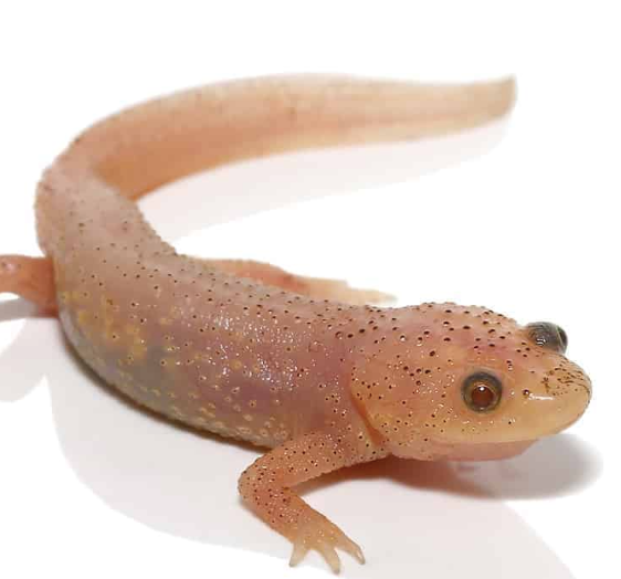 CB Leucistic Sharp Ribbed Newt — Newlands Garden Centre