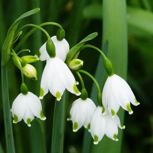 Leucojum Aestivum 'Snowflake' Bulbs (6 pack)