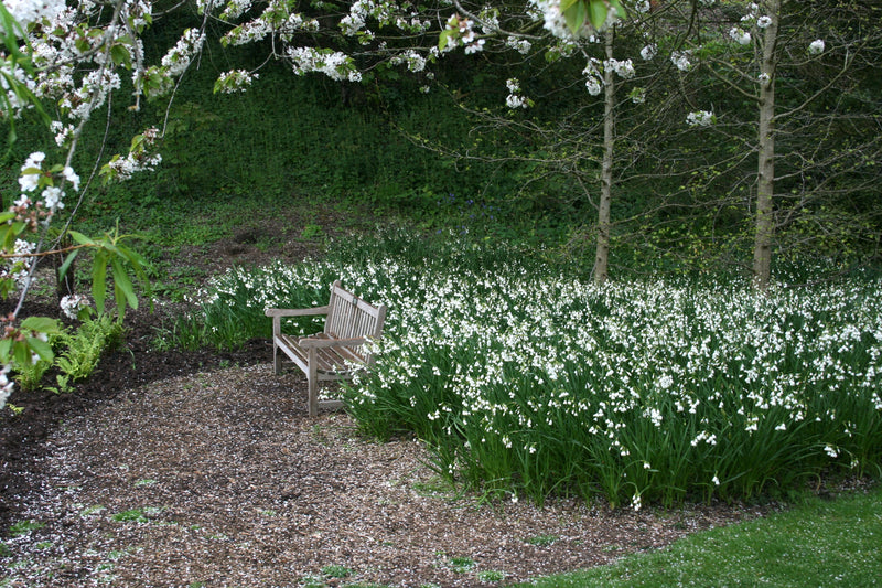 Leucojum ‘Gravetye Giant’ (7 Bulbs Per Pack)