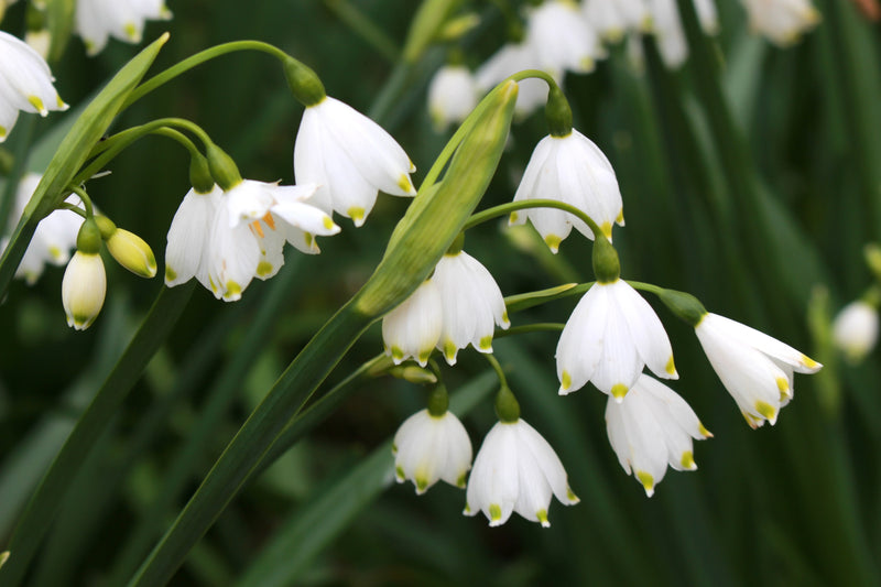 Leucojum ‘Gravetye Giant’ (7 Bulbs Per Pack)