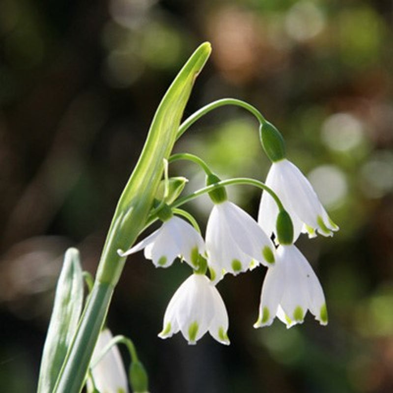 Leucojum ‘Gravetye Giant’ (7 Bulbs Per Pack)
