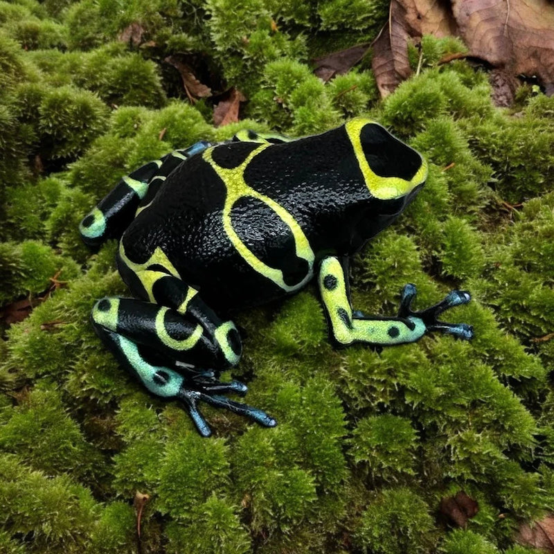 Blue Foot Leucomelas