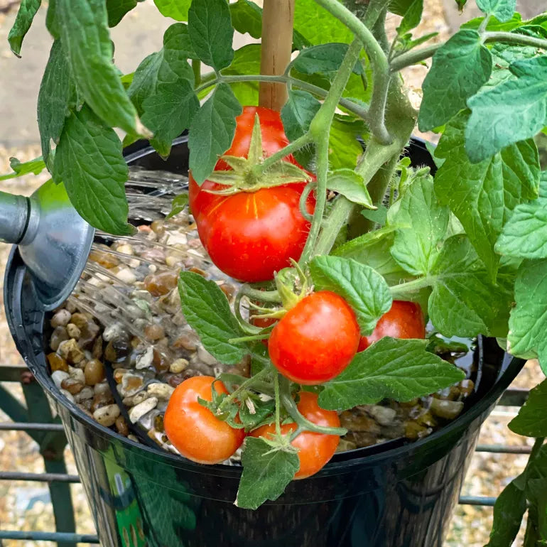 Levington Tomorite Concentrated Tomato Food 1 Litre + 20% Foc