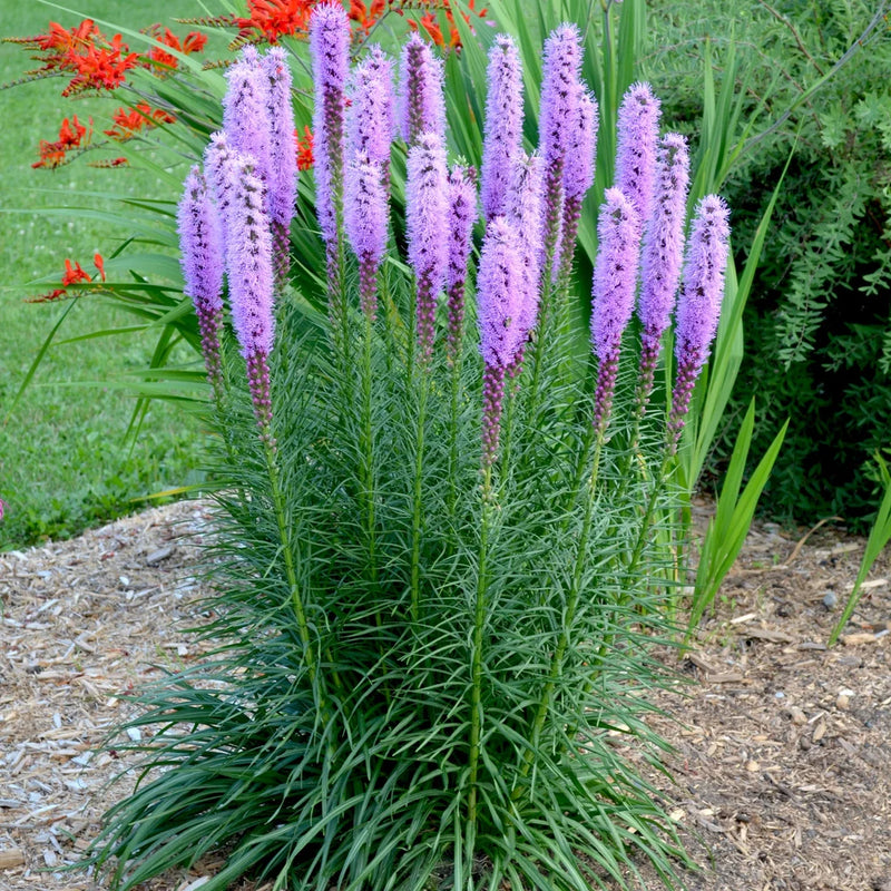 Liatris soicata 'Floristan Violet' 2 Litre