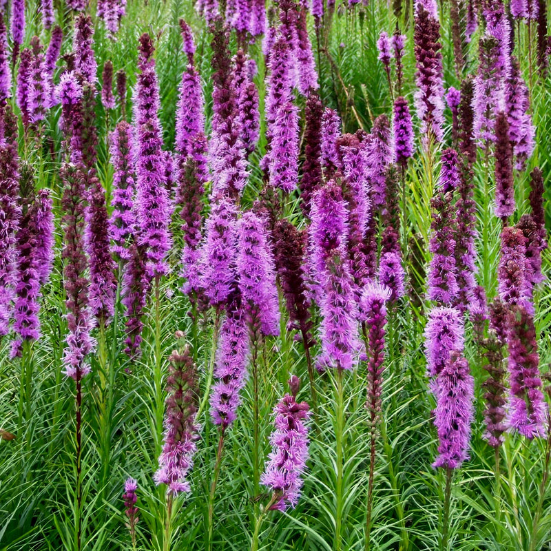 Liatris soicata 'Floristan Violet' 2 Litre