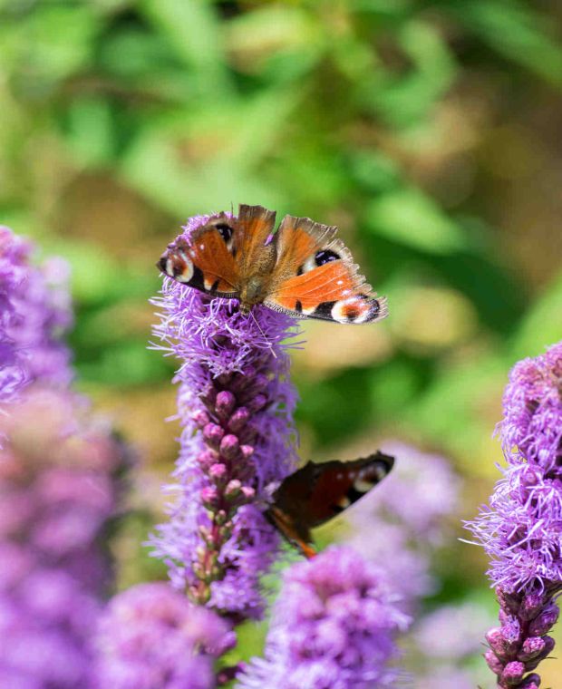 Liatris soicata 'Floristan Violet' 2 Litre