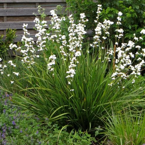 Libertia grandiflora 2 Litre