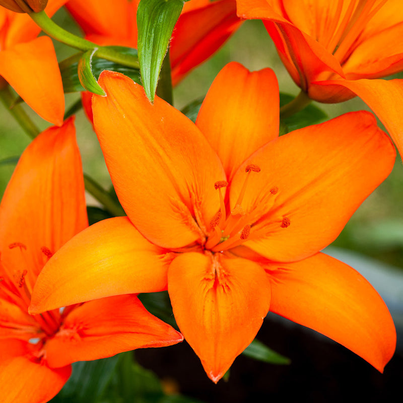Lilium 'Orange Pixie' 2 Litre