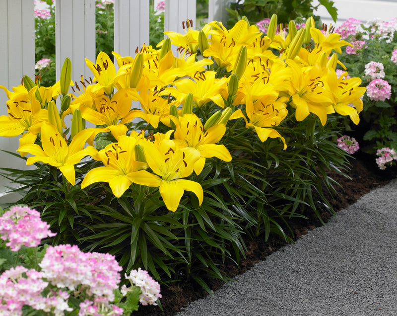 Lilium 'Yellow Pixie' 2 Litre