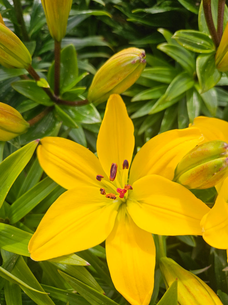 Lilium 'Yellow Pixie' 2 Litre