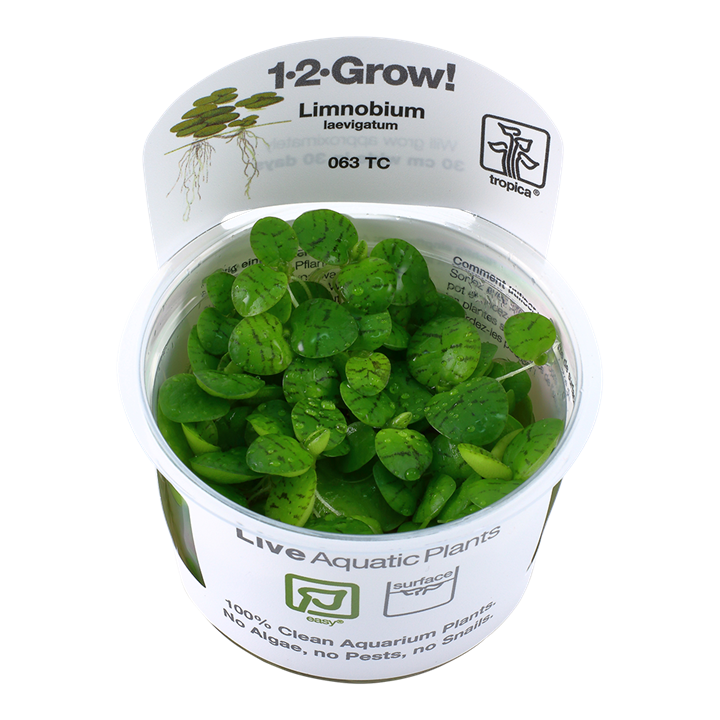 Limnobium Laevigatum 1-2 Grow