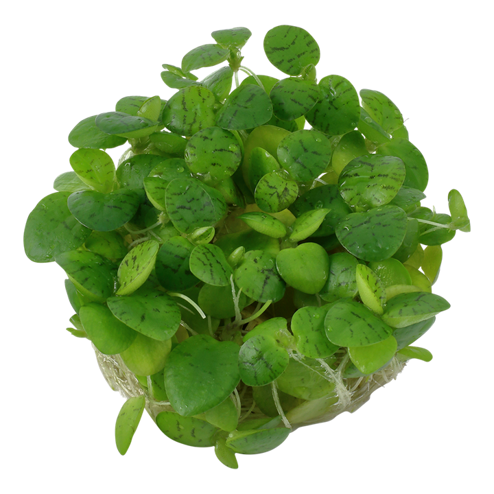 Limnobium Laevigatum 1-2 Grow