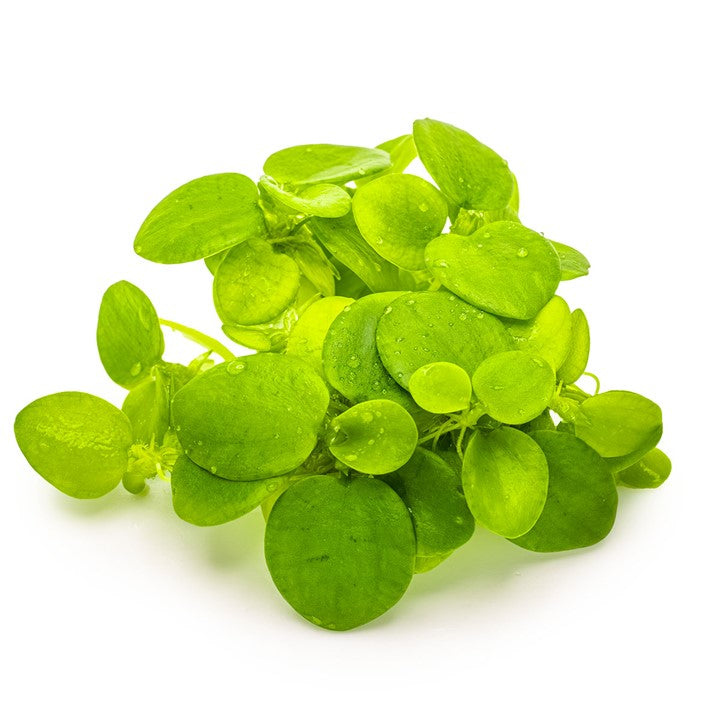 Limnobium Laevigatum 1-2 Grow