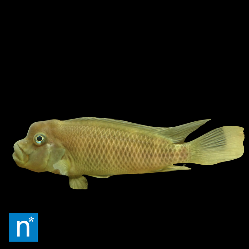 Lionhead Cichlid | Steatocranus casuarius