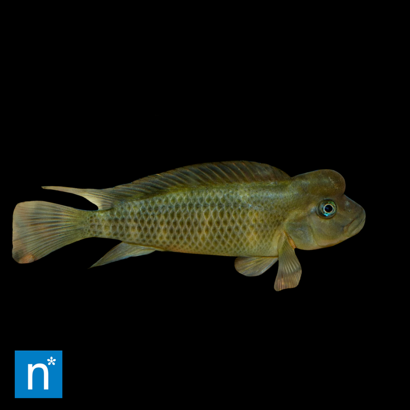 Lionhead Cichlid | Steatocranus casuarius