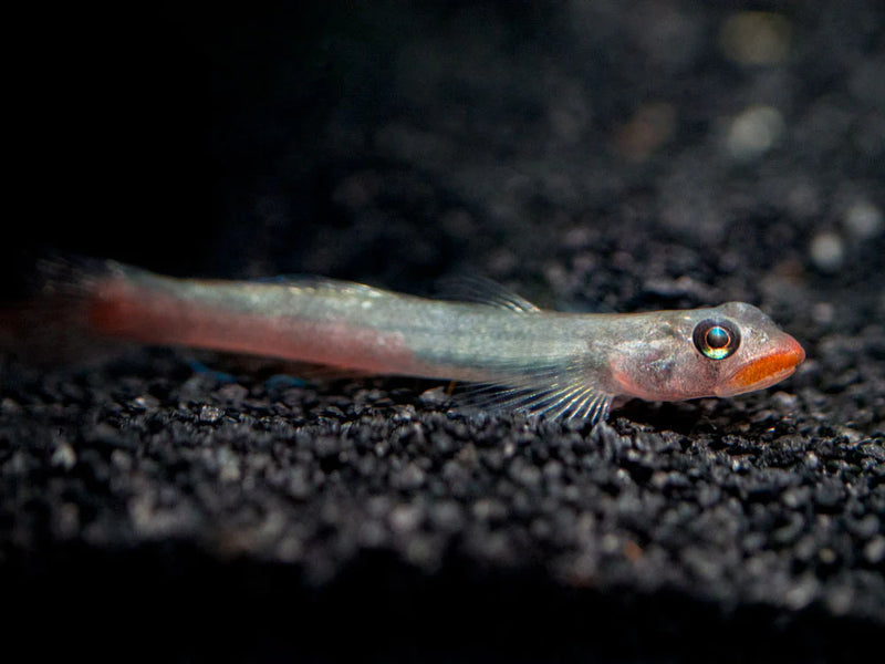 Lipstick Goby Fish