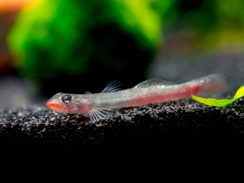 Lipstick Goby Fish