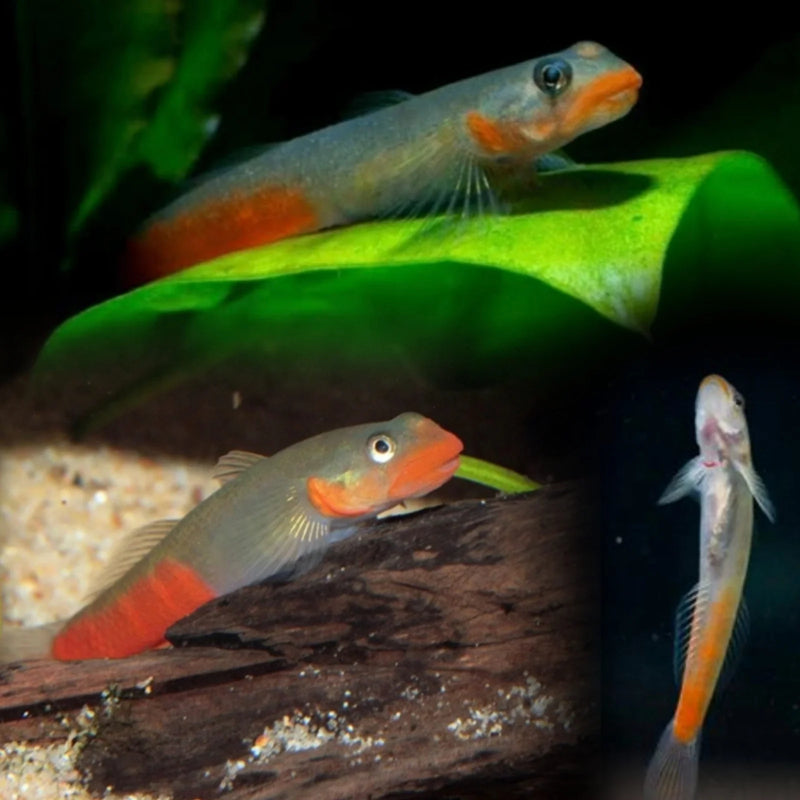Lipstick Goby Fish