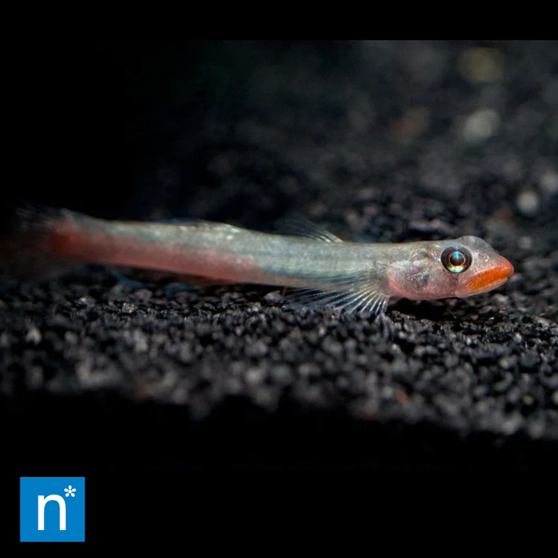 Lipstick Goby | Sicyopus jonklaasi