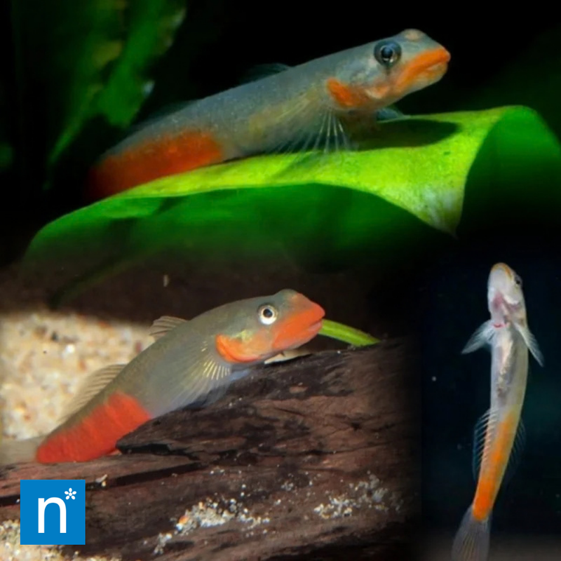 Lipstick Goby | Sicyopus jonklaasi