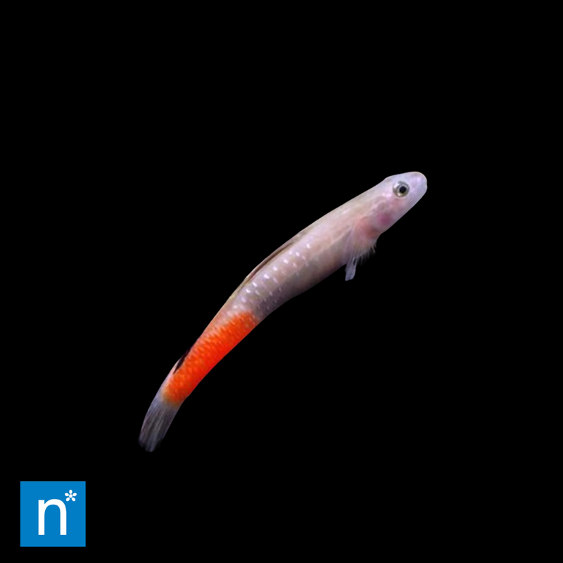 Lipstick Goby | Sicyopus jonklaasi