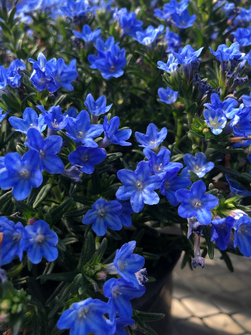 Lithodora Sky Blue 9cm
