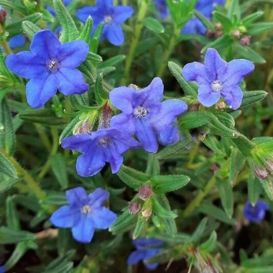 Lithodora Sky Blue 9cm
