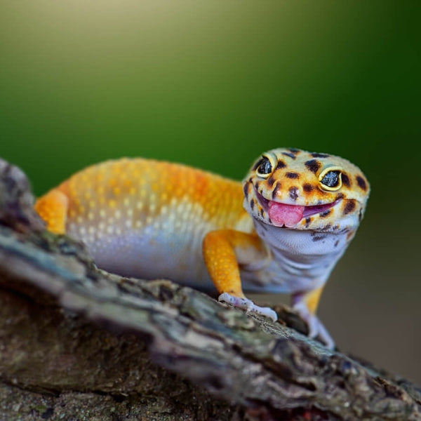 Live Reptiles