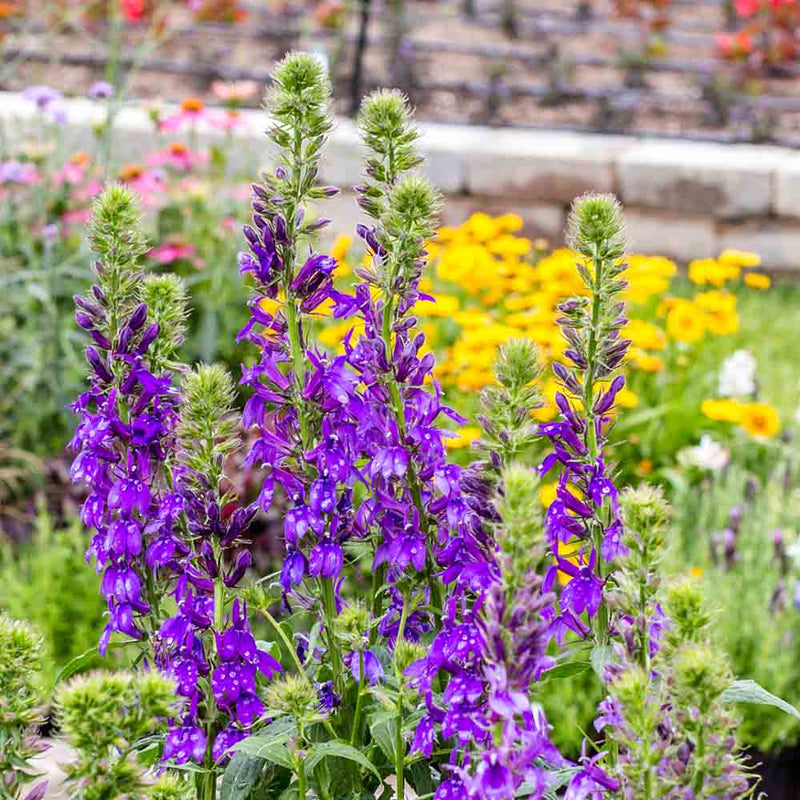 Lobelia Starship Blue