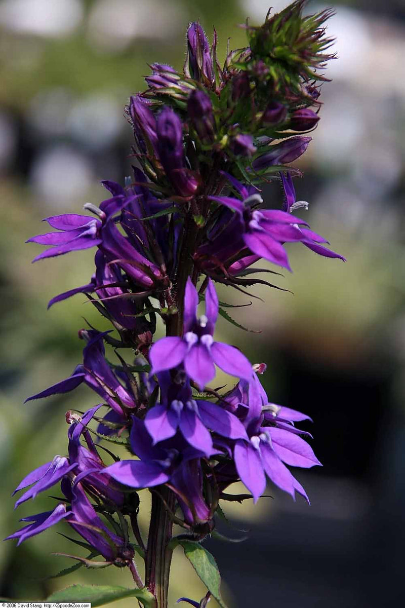 Deep violet-purple flowers of Lobelia 'Vedrariensis' — illustrative flowering plant