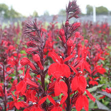 Lobelia cardinalis / P9