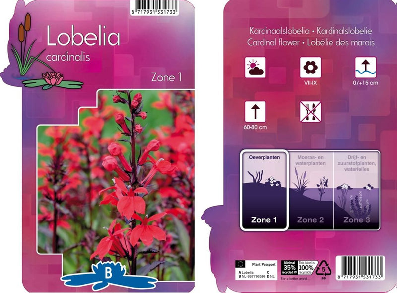 Lobelia cardinalis / P9