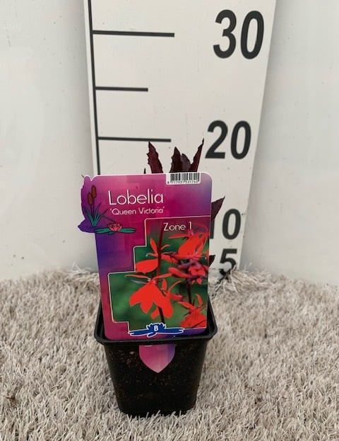 Lobelia fulgens 'Queen Victoria' P9