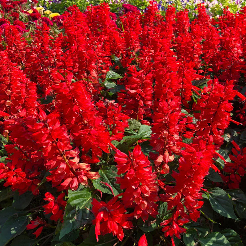 Lobelia fulgens 'Queen Victoria' P9