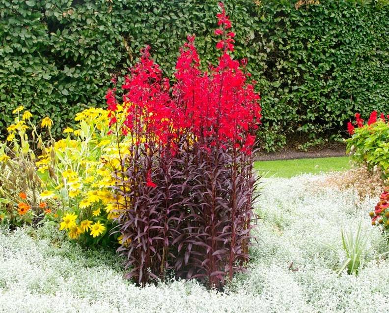 Lobelia fulgens 'Queen Victoria' P9