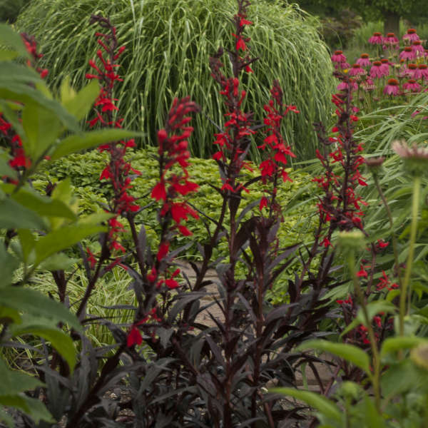 Lobelia fulgens 'Queen Victoria' P9