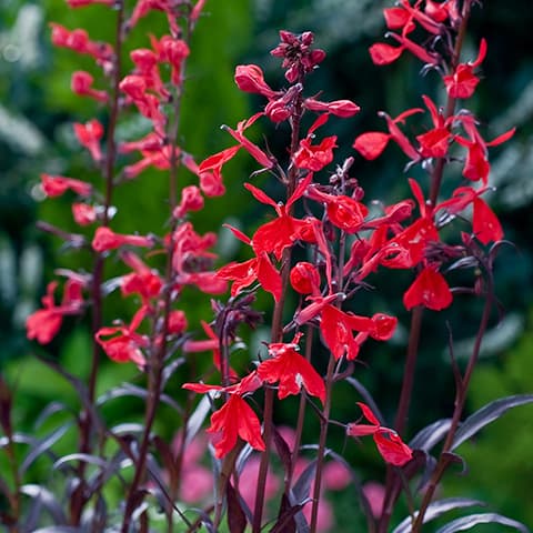 Lobelia fulgens 'Queen Victoria' P9