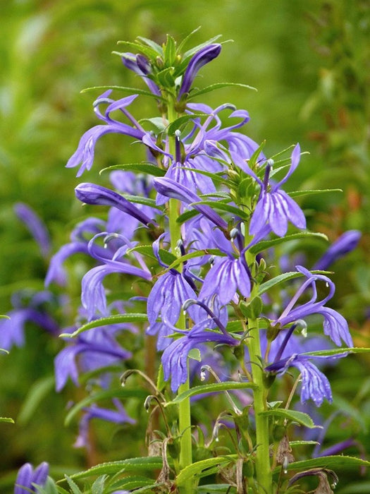 Lobelia sessilifolia