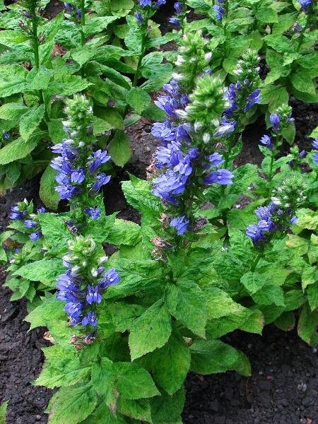 Lobelia siphilitica P9