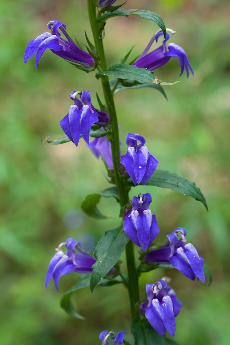 Lobelia siphilitica P9