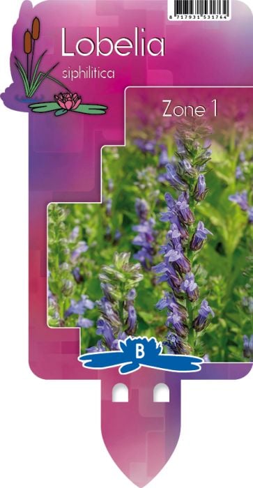 Lobelia siphilitica P9