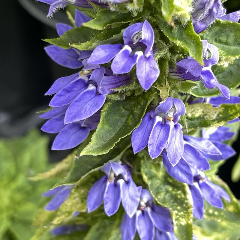 Lobelia siphilitica P9