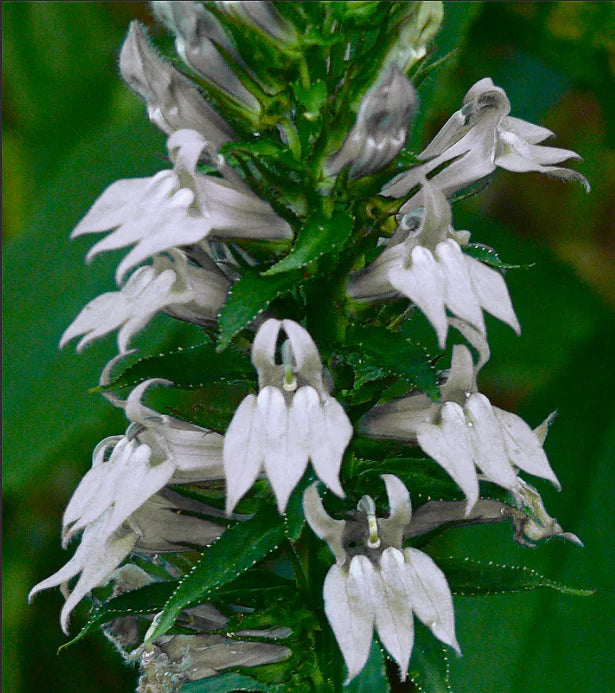 Lobelia siphilitica 'Alba' P9
