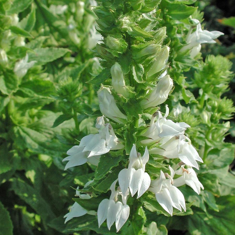 Lobelia siphilitica 'Alba' P9