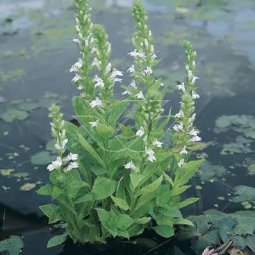 Lobelia siphilitica 'Alba' P9