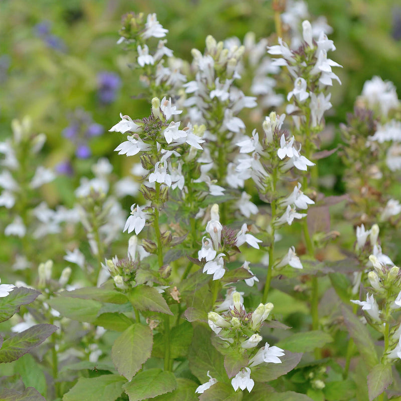 Lobelia siphilitica 'Alba' P9